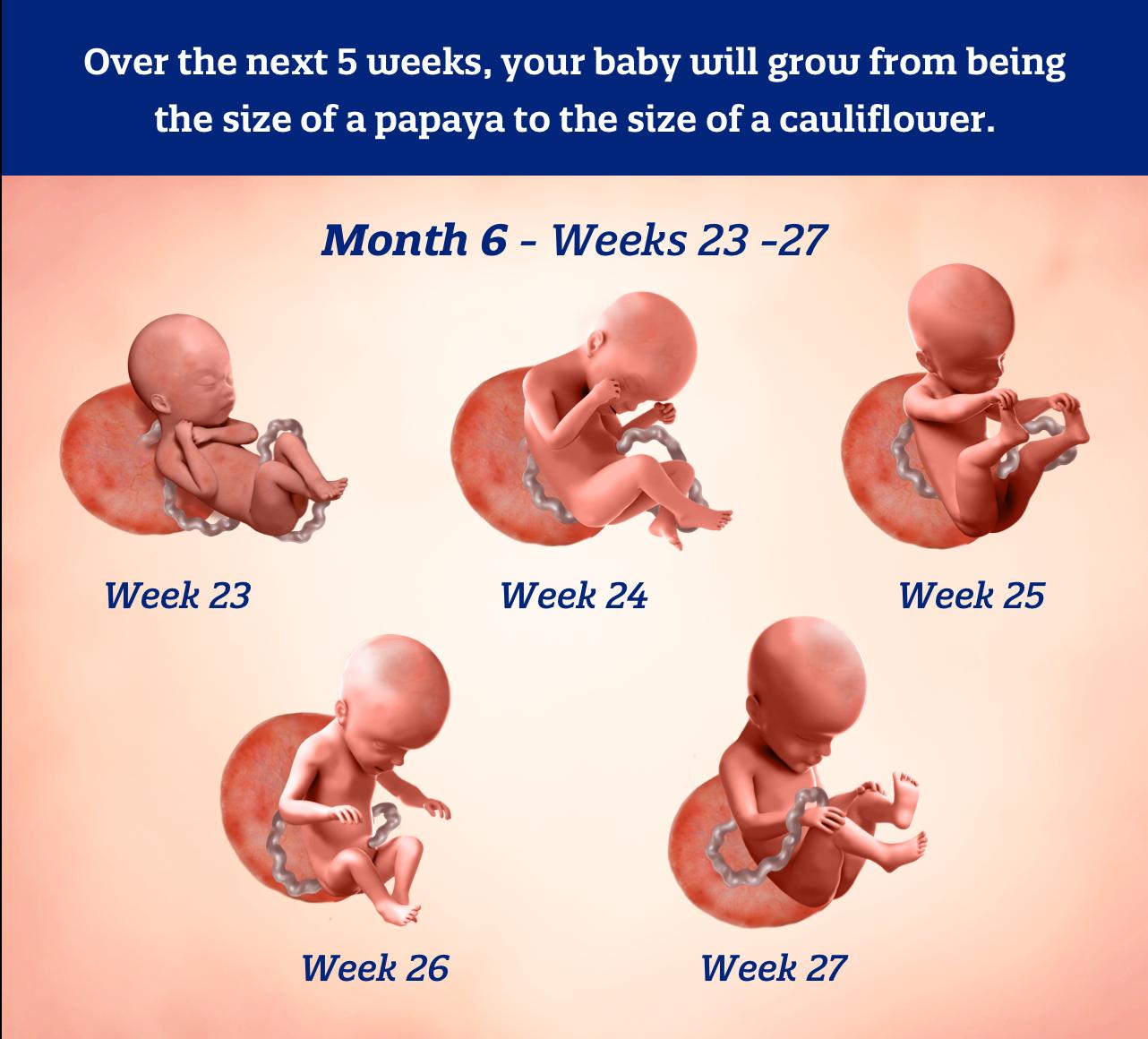 Month 6 weeks 23-27: Over the next 5 weeks your baby will grow from being the size of a papaya to the size of a cauliflower.