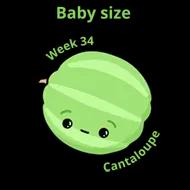 Baby size at 34 weeks cantaloupe