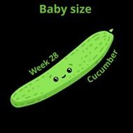 Baby size at 28 weeks cucumber