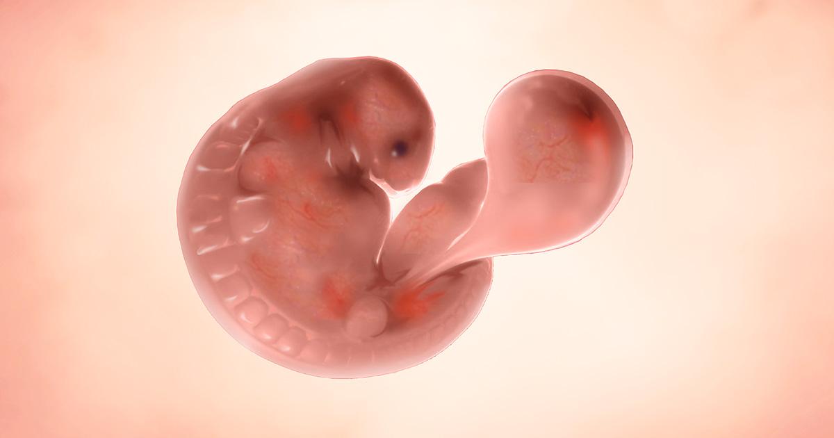 Consulta la guía semanal de Enfamil para obtener información sobre el tamaño del bebé, los cambios corporales y otros desarrollos del embarazo durante la semana 5.